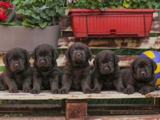 Labrador retriver štenci braon boje