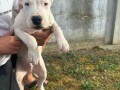 dogo-argentino-stenci-small-3