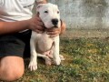 dogo-argentino-stenci-small-0