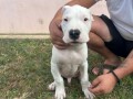 dogo-argentino-stenci-small-1