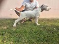 dogo-argentino-stenci-small-2