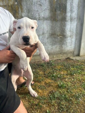 dogo-argentino-stenci-big-3