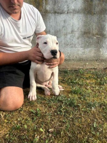 dogo-argentino-stenci-big-0