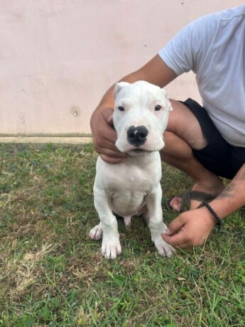 dogo-argentino-stenci-big-1