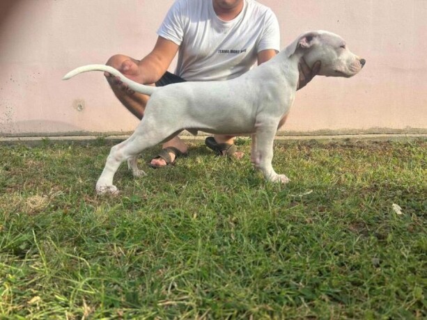 dogo-argentino-stenci-big-2