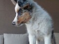 border-koli-collie-stenci-small-2