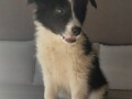 border-koli-collie-stenci-small-1