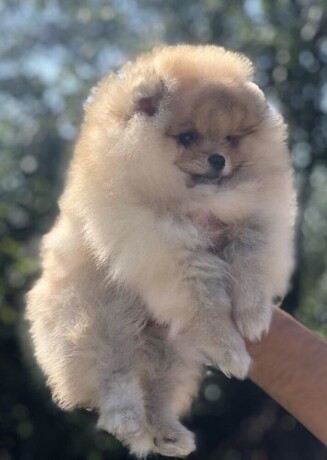 pomeranac-pomeranian-boo-stenci-big-0