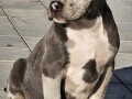 american-bully-xl-small-0