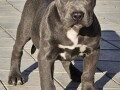 american-bully-xl-small-2