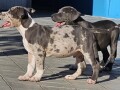 american-bully-xl-small-3