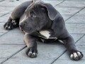 american-bully-xl-small-1