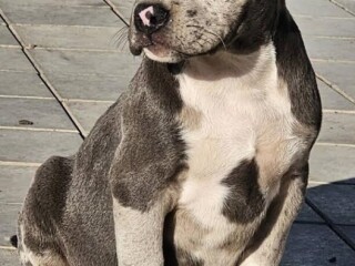 American bully xl