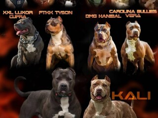 American bully Xl