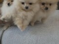 pomeranski-spic-small-4