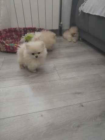 pomeranski-spic-big-3