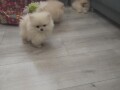 pomeranski-spic-small-3