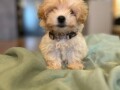 maltipoo-stenci-small-2