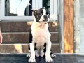 boston-terrier-stenci-small-1