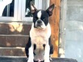 boston-terrier-stenci-small-3