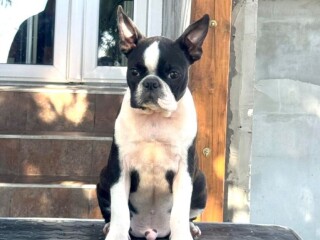 Boston terrier stenci