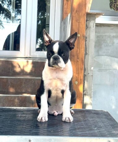 boston-terrier-stenci-big-3