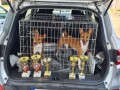 basenji-top-musko-stene-small-2