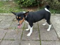 basenji-top-musko-stene-small-1