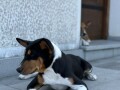 basenji-top-musko-stene-small-4