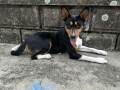 basenji-top-musko-stene-small-0