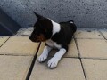 basenji-top-musko-stene-small-3