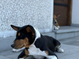 Basenji TOP musko stene