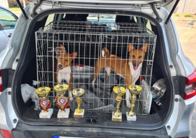 basenji-top-musko-stene-big-2