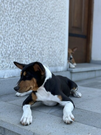 basenji-top-musko-stene-big-4