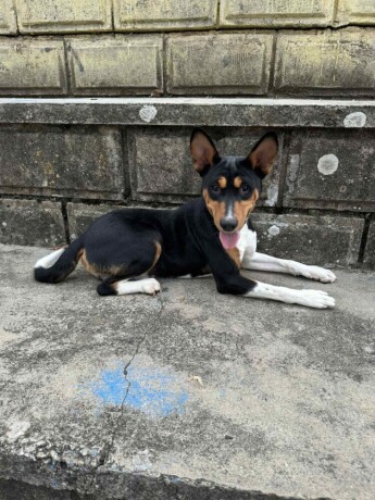 basenji-top-musko-stene-big-0