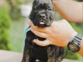 cane-corso-vrhunski-stenci-small-3