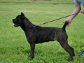 cane-corso-vrhunski-stenci-small-4