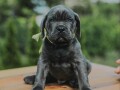 cane-corso-vrhunski-stenci-small-2