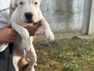 Stenci Dogo Argentino