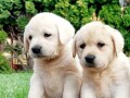 labrador-retriver-stenci-small-2