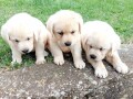 labrador-retriver-stenci-small-4