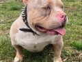 american-bully-pocket-tri-color-merle-small-2