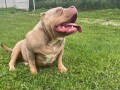 american-bully-pocket-tri-color-merle-small-1