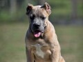 cane-corso-stenci-small-3