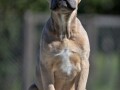 cane-corso-stenci-small-2