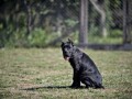 cane-corso-stenci-small-4