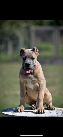 cane-corso-stenci-big-3