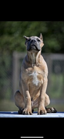 cane-corso-stenci-big-2