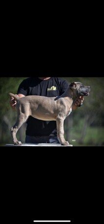 cane-corso-stenci-big-0