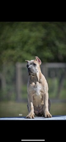 cane-corso-stenci-big-1